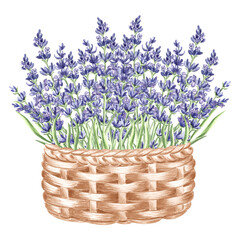 Lavender flowers bunch purple in vintage wicker basket, watercolor illustration. Isolated hand drawn Provence floral bouquet. Botanical drawing template for cards, tableware and textile, embroidery