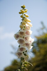 foxglove 