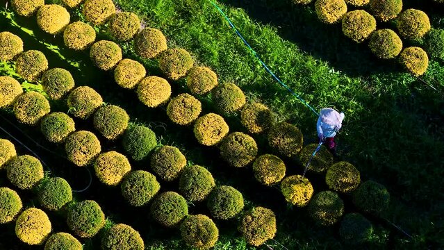Aerial view of Cho Lach flower garden in Ben Tre, Vietnam. It's famous in Mekong Delta, preparing transport flowers to the market for sale in Tet holiday. The gardens are tourist destination