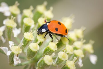 seven-spot ladybird in a flower
