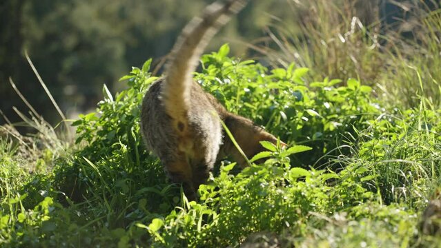 A striped street cat defecating in the bushes and burying it. In the sunlight.