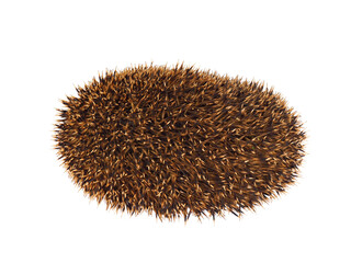 European hedgehog isolated on white background, Erinaceus europaeus