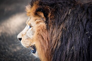 portrait eines stolzen Löwen