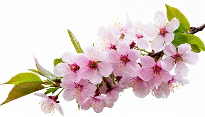 sakura branches clipping path cherry blossom branches isolated