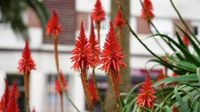 Aloe vera red flower blooming with succulent leaves in city park close up