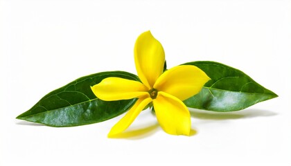 3d rendering of star jasmine isolated