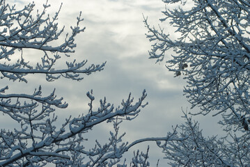 snow-covered tree branches in the forest and gray sky, view from below