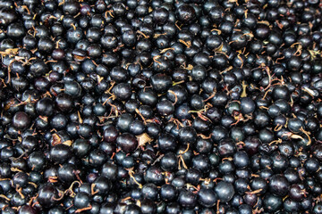 juicy black currants background, top view