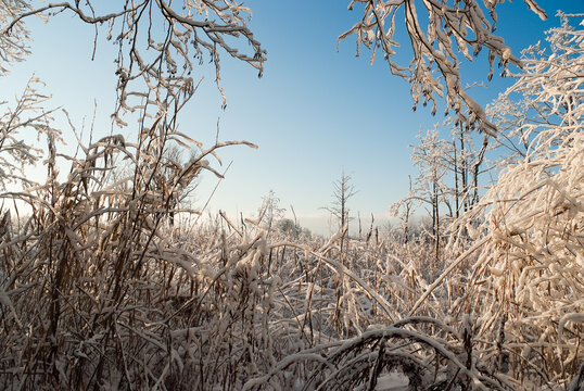 winter landscape, in the photo there is a forest in winter and a blue sky