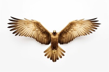 A majestic bird of prey soaring through the sky. Perfect for nature enthusiasts and wildlife photographers