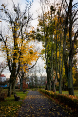 Fototapeta premium autumn in the park