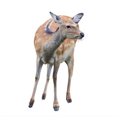 Sika deer or Japanese deer taken in Hokkaido, Japan isolated png
