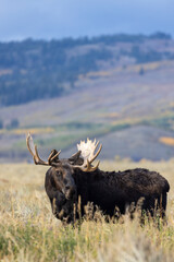 Bull Moose in Autumn in Grand Teton National Park Wyoming