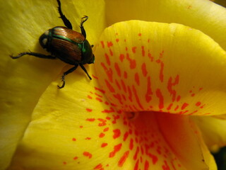beetle on yellow flower