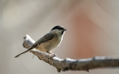 Marsh Tit, Poecile montanus, single bird on branch