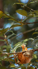 Black hooded Oriole Black-headed Oriole Oriolus xanthornus ceylonensis cubs, young chicks peak out of nest looking for parent birds, food
