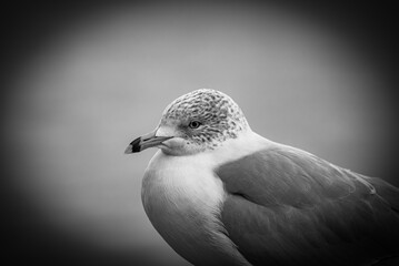 seagull on a rock (B&W)