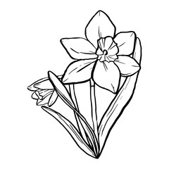 Black contour linear silhouette daffodil isolated on white background. Vector simple flat graphic illustration flower. A simple line hand drawing plants for the design