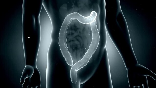  large intestine digestive anatomy medical 3d animation