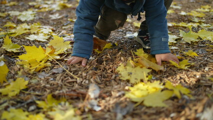 One small boy picks up yellow leaves with hands during autumn day at park. 3 year old boy plays by himself in fall season wearing blue jacket