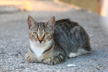 Naklejka na ściany i meble A wild striped cat with yellow eyes is resting outside.