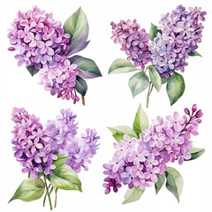 Set of Watercolor purple lilac flower illustration isolated on white background