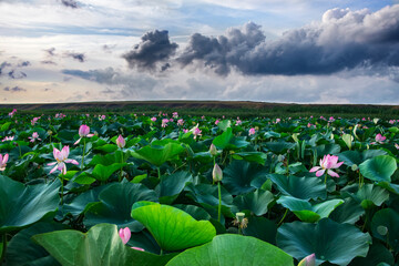 Valley of lotuses against the background of the evening sky with clouds.