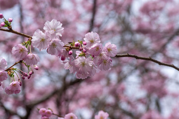 Prunus sargentii accolade sargent cherry flowering tree branches, beautiful groups light pink petal flowers in bloom