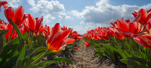 Panoramic landscape of beautiful blooming tulip field in Holland Netherlands in spring with blue...