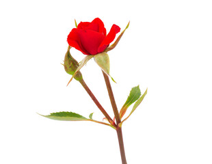 Red rose isolated on white background, Rosa sp