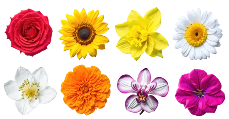 Foto auf Acrylglas Set of various beautiful blooming flowers isolated on transparent background. Generative AI © Nabarun