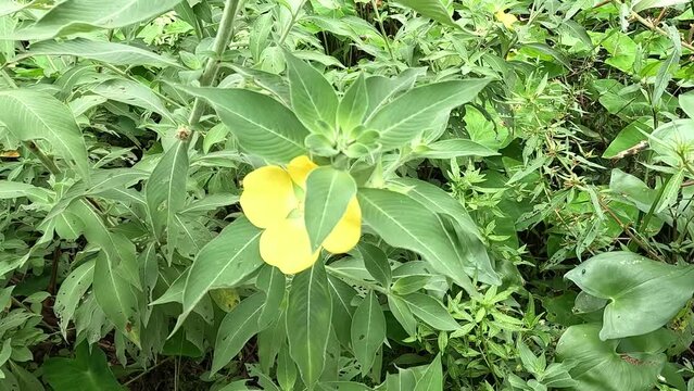 Ludwigia grandiflora with a natural background