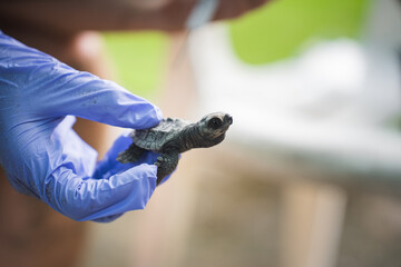 Baby green turtle in conservationist's hands