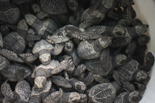 Hatchling green sea turtles clumped together