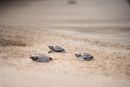 Baby green sea turtles journeying to the ocean