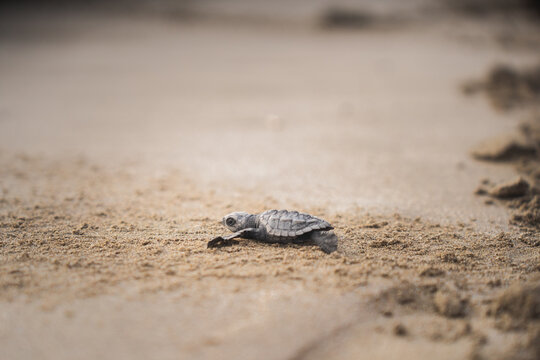 Baby green turtle making its way to the sea