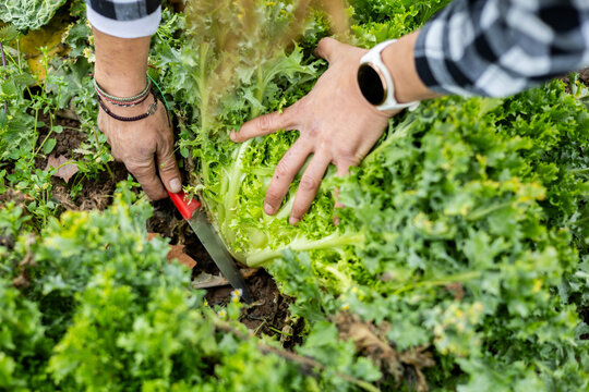 Farmer woman collecting endive in the field
