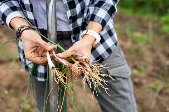 Farmer woman collecting young garlic in the field