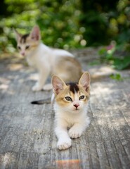 Adorable little cat sitting, cute kitten, Furry Cat, Beautiful Cat photo, Cat wallpaper, Cute kitty. White Cat sitting with blurred bokeh background