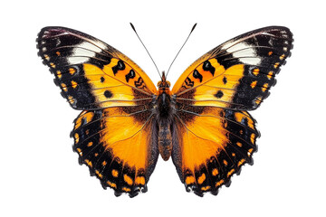 butterfly isolated on white background