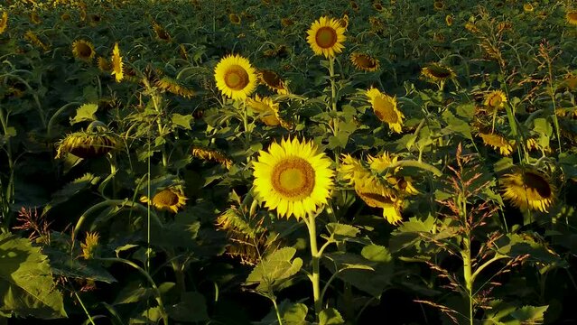 plantas de girasoles tomadas con dron que avanza hasta primer plano