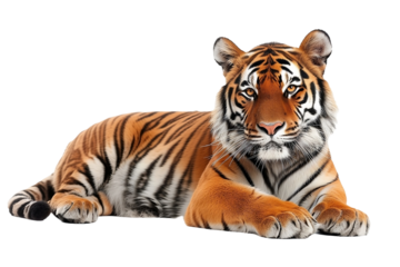 Majestuosidad Salvaje: El Tigre de Bengala