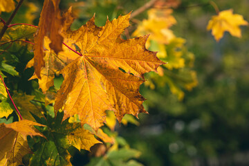 First yellow leaves hang on tree branch among nature background of green forest