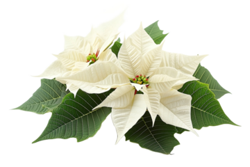 flor blanca de invierno