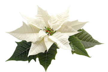 flor blanca de invierno