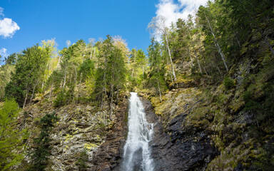 Scorusu waterfall flowing out of a coniferous forest on a vertical cliff. Spruce forests grow along the mountain river's valley. Springtime. Capatanii Mountains, Carpathians, Romania.