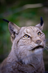 Luchs