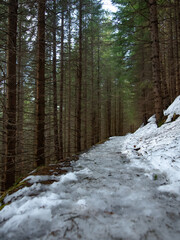 Fototapeta premium Snow covered footpath inside a coniferous tree forest, during winter season, Carpathia, Romania. Clear skies. The footpath that winds inside the woodland is frozen. 