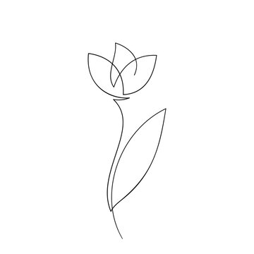 Tulip flower one line drawing, minimalist line art, continuous thin black line, simple and elegant vector artwork, single tulip bud on a stem