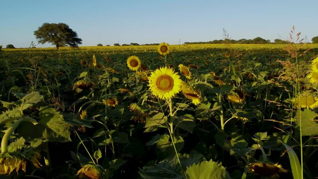 Paneo a la izquierda de un campo sembrado con girasoles en argentina